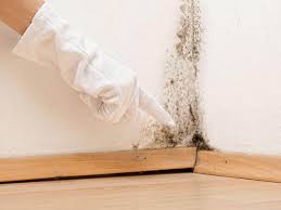 Why You Should Choose Our Mold Remediation Services in Ahuimanu, HI